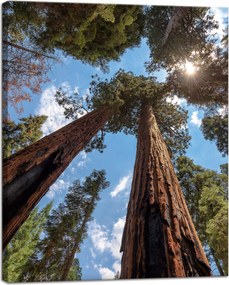 Vászonkép Magas fák Ég Természet Nap 40x50 cm