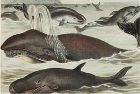 Fali tapéta Panorámával Tengeri lények 104x70 Ragasztó