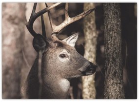 Kép - Szarvas az erdőben (70x50 cm)