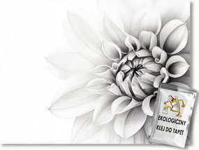 Fotótapéta Flizelina Virág Fehér Dália Minimalizmus Boho Makro 152,5x104 ragasztó