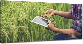 Képek 180x90 A termést kutató gazda