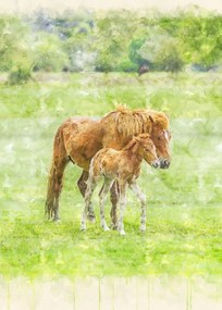 Poszter 50x70cm Ló és csikó 2, Assaf Frank