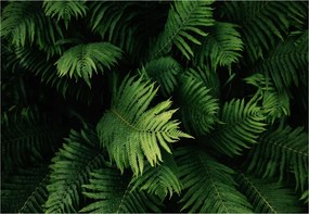 Fotótapéta flizelina Trópusi páfrányok sűrű minta falra 208x146 +ragasztó