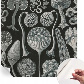 Divatos öntapadós fali tapéta Furnér Varázslatos növények 250x250 cm