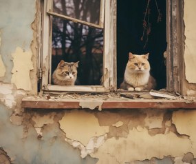 Poszter 60x50cm Megmentett szépség a romokban