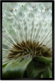 Poszterek keretben 40x60 Pitypang Virág Virágok