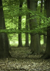 Poszter 21x29,7cm Fák az erdőben tavasszal, Assaf Frank