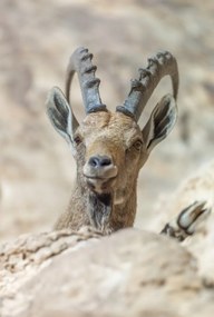 Poszter 67,5x100cm Nubiana Ibex 5, Assaf Frank