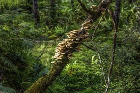 Poszter 30x20cm Gomba a fán, Assaf Frank