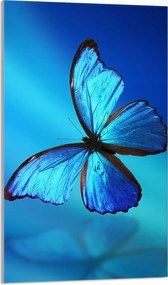 Üveg Vágódeszka 30x52 Pillangó a Konyhába