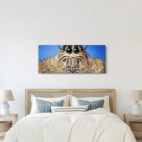 A pók részletének képe (120x50 cm)