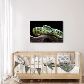 Kép - Wagler csörgőkígyó (90x60 cm)