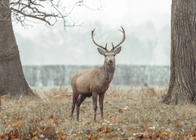 Poszter 70x50cm Szarvas az erdőben, Assaf Frank