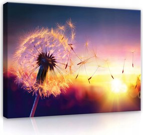 Vászonkép 100x75 Pitypang naplemente természet könnyed nyugalom álom