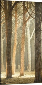 Vászonkép Fák Fény Természet Erdő 60x120 cm Ideális ajándék