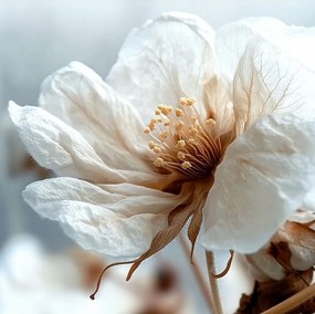 Canvas Vászonkép Fehér Virág Makró Minimalizmus Botanika 80x80