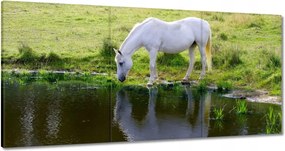 Vászonkép 180x90 Fehér ló
