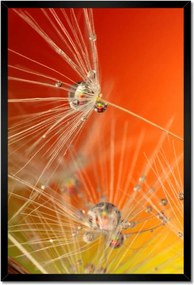 Poszterek keretben 40x60 Pitypang Virág Virágok