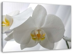 Gario Vászonkép Fehér orchidea sárga közepével Méret: 60 x 40 cm