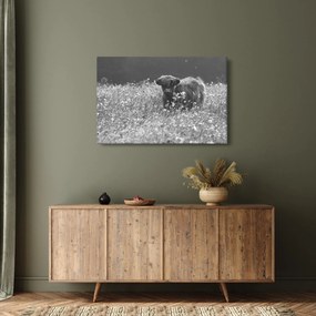 Kép - Skót tehén 5, fekete-fehér (90x60 cm)