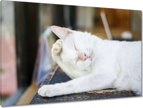 Képek 120x80 Cica Cicák Macskák