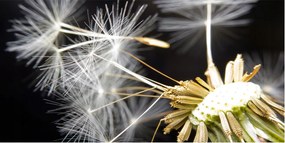 Fotó üvegkép Pitypang magok 140x70