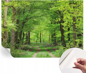 Öntapadós tapéta Divatos 3D fali ragasztóval Erdei ösvény 208x146 cm