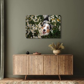 Kép - Ausztrál juhászkutya (90x60 cm)