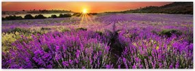 Fotótapéta flizelina 624x219 Levendula mező Nyugat