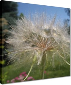 Vászonkép 40x40 Pitypang Virág Virágok