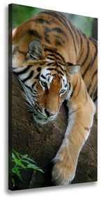 Vászonkép Tiger a fán ocv-4289086