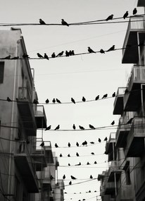 Poszter 13x18cm Városi motívum madarakkal