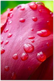 Poszterek 80x120 Tulipánok Virágok