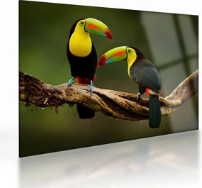 Ülő tukánok képe, Costa Rica (üvegen) (70x50 cm)