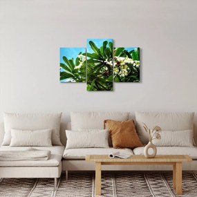 Kép - Plumeria (90x60 cm)