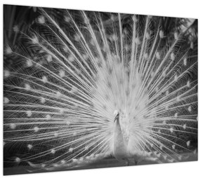 Kép - Fehér páva (70x50 cm)