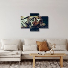 Kép - Szibériai tigris (90x60 cm)