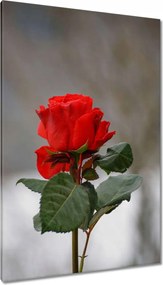 Vászonkép 80x120 Rózsa Virág Virágok Rózsa