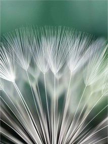 Fotótapéta virágok pitypang virág 184 x 254