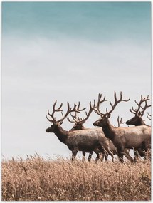Poszterek 30x40 Szarvasok