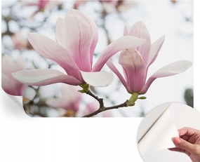 Öntapadós fotótapéta a konyhába Mosható Magnólia virágok 416x254 cm