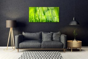 Akrilüveg fotó Green Grass Dew Drops 120x60 cm