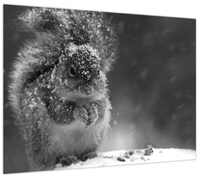 Kép - Mókus télen (70x50 cm)