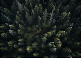 Üveg kép - Forest (70x50 cm)