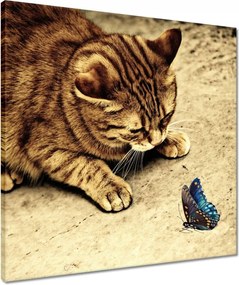 Vászonkép 50x50 Cica