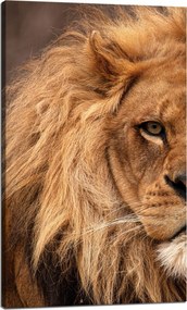 Vászonkép Arc Sörény és Oroszlánszem Természet 60x100 cm Ideális ajándék