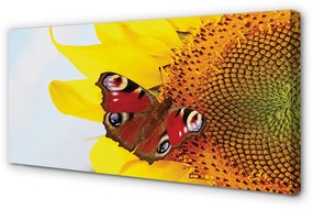 Canvas képek napraforgó pillangó 100x50 cm