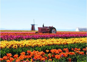 Tulipánfarm képe (üvegen) (70x50 cm)