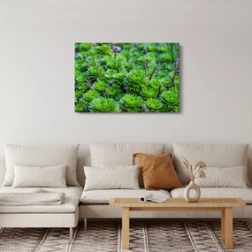 A pozsgás növények képe (90x60 cm)
