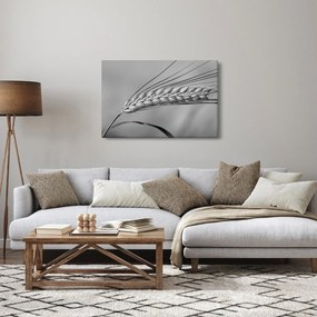 Kép - Búza, fekete-fehér (90x60 cm)